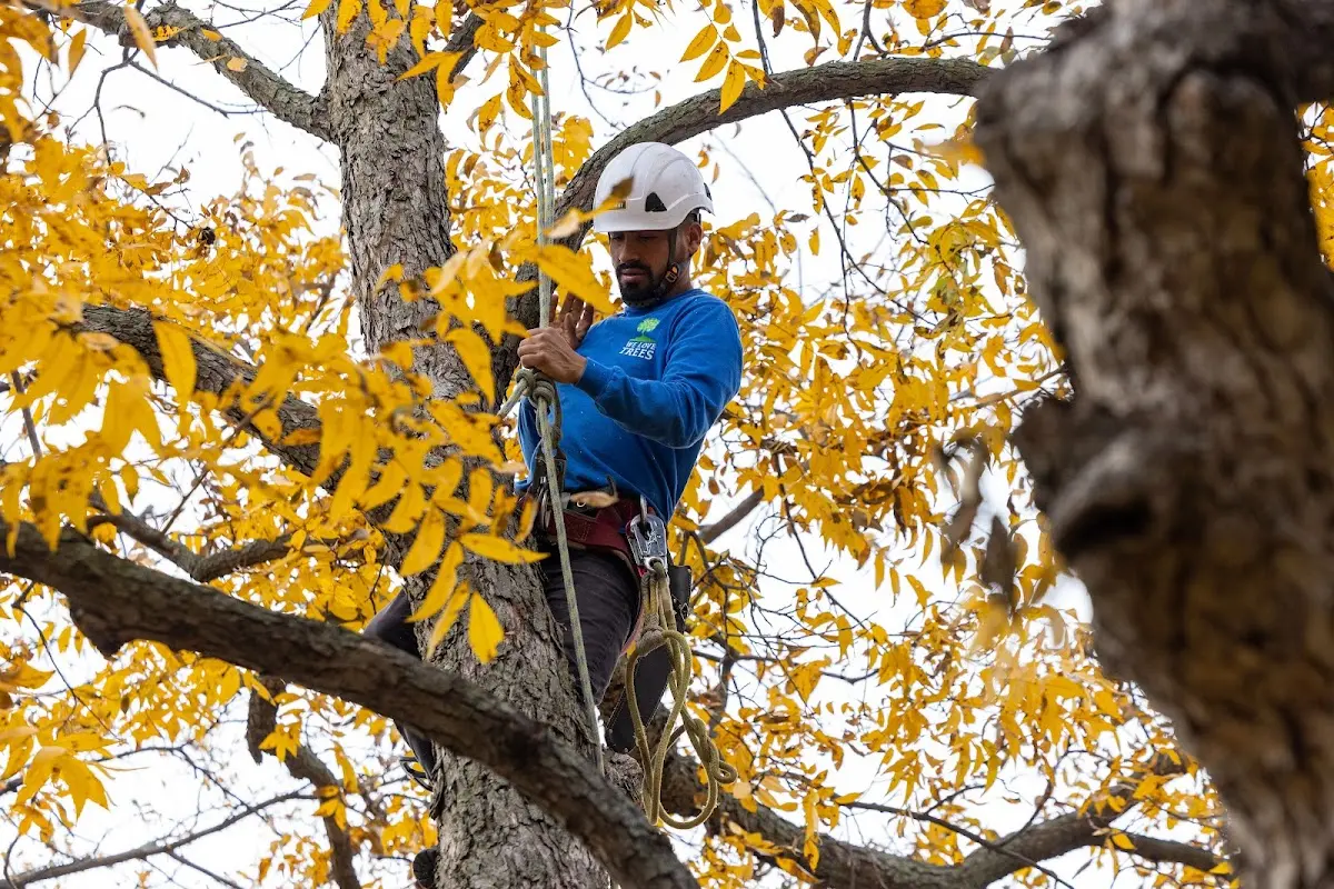 Skilled Storm Damage Cleanup crew working in Clio